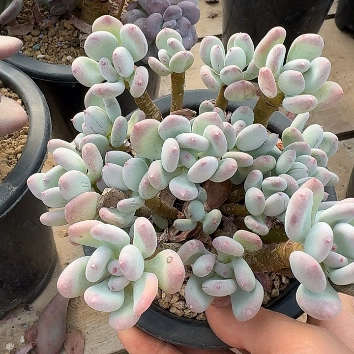 三日月美人多肉植物的生长