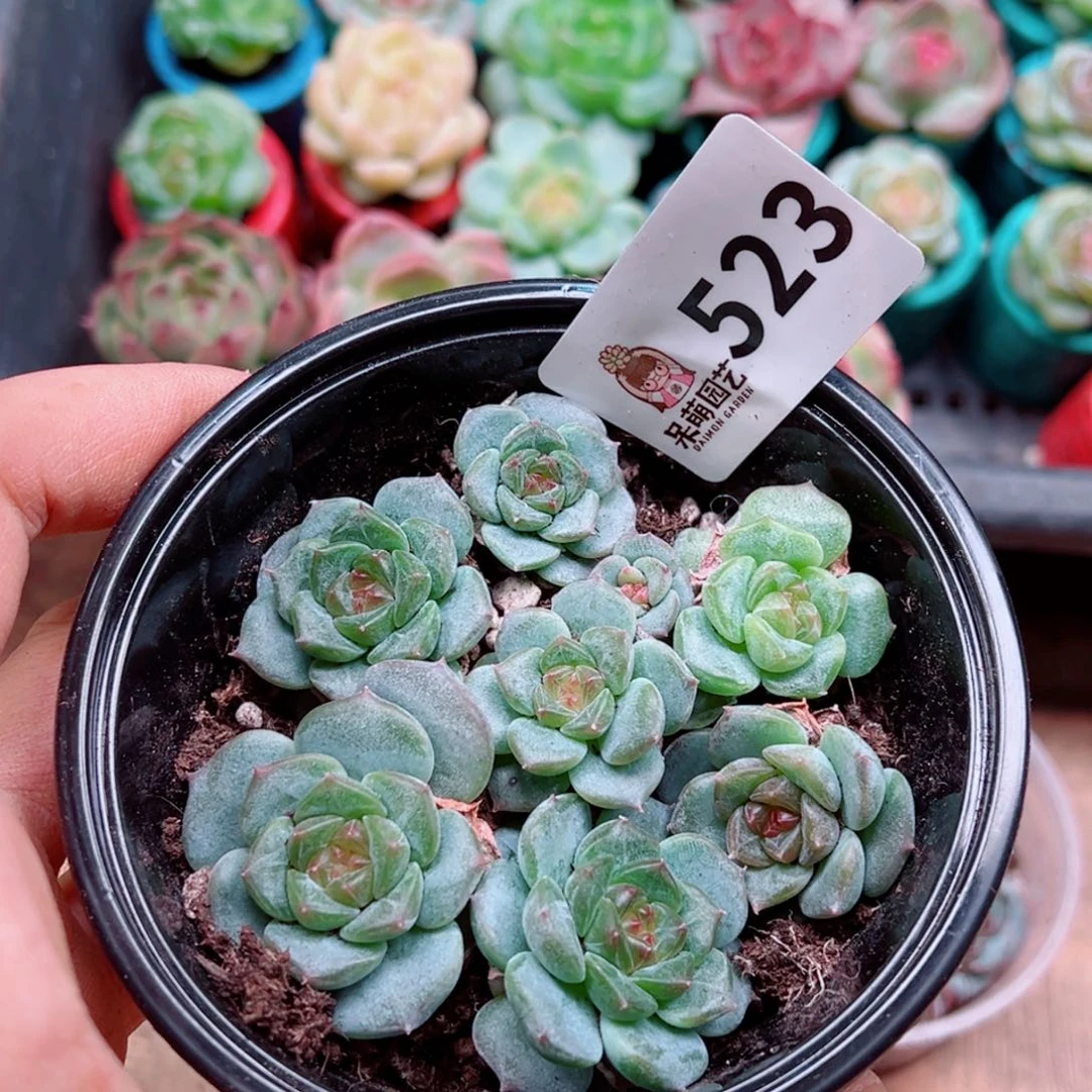 多肉植物多肉植物