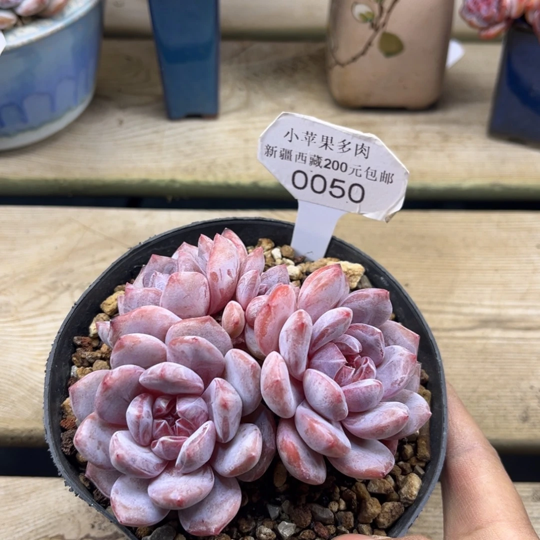 粉底紫心050/10cm3头