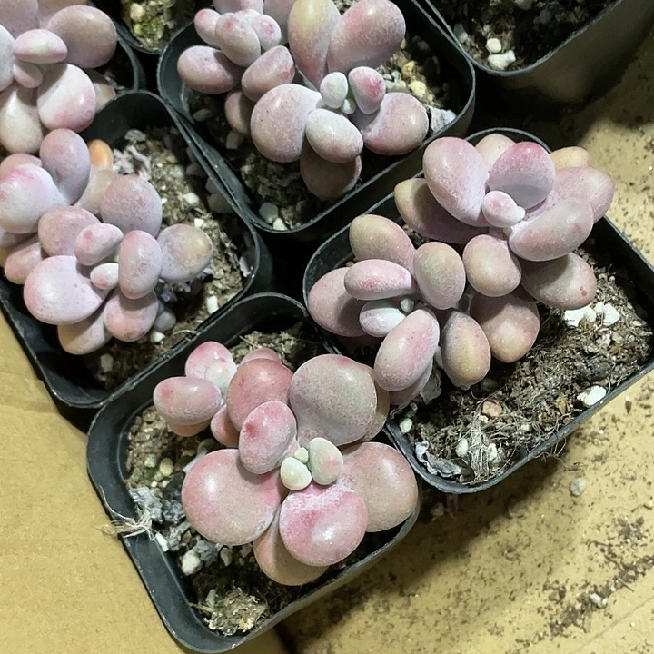 双头老桩桃蛋带盆土