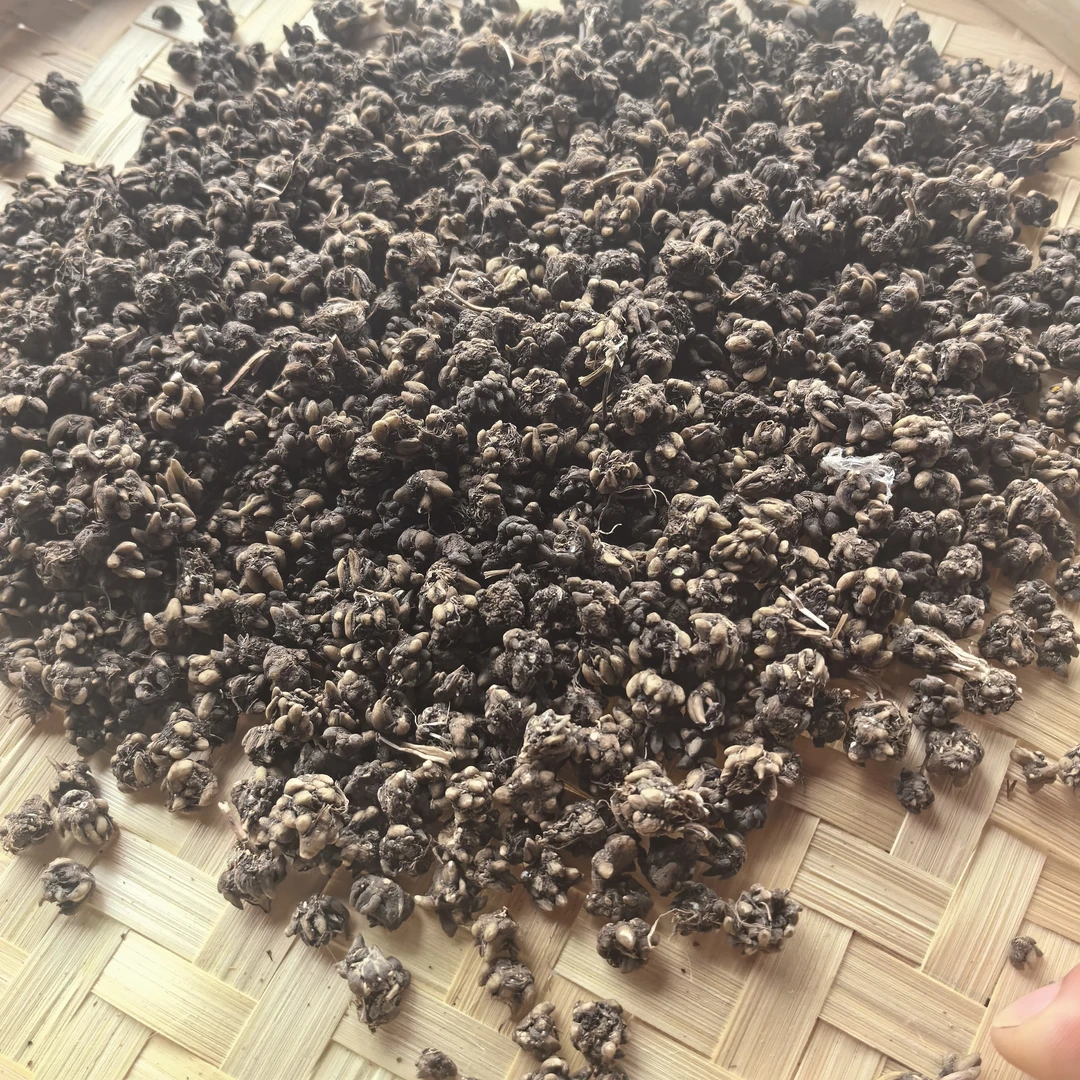 正宗深山猫爪草（云南涛哥）