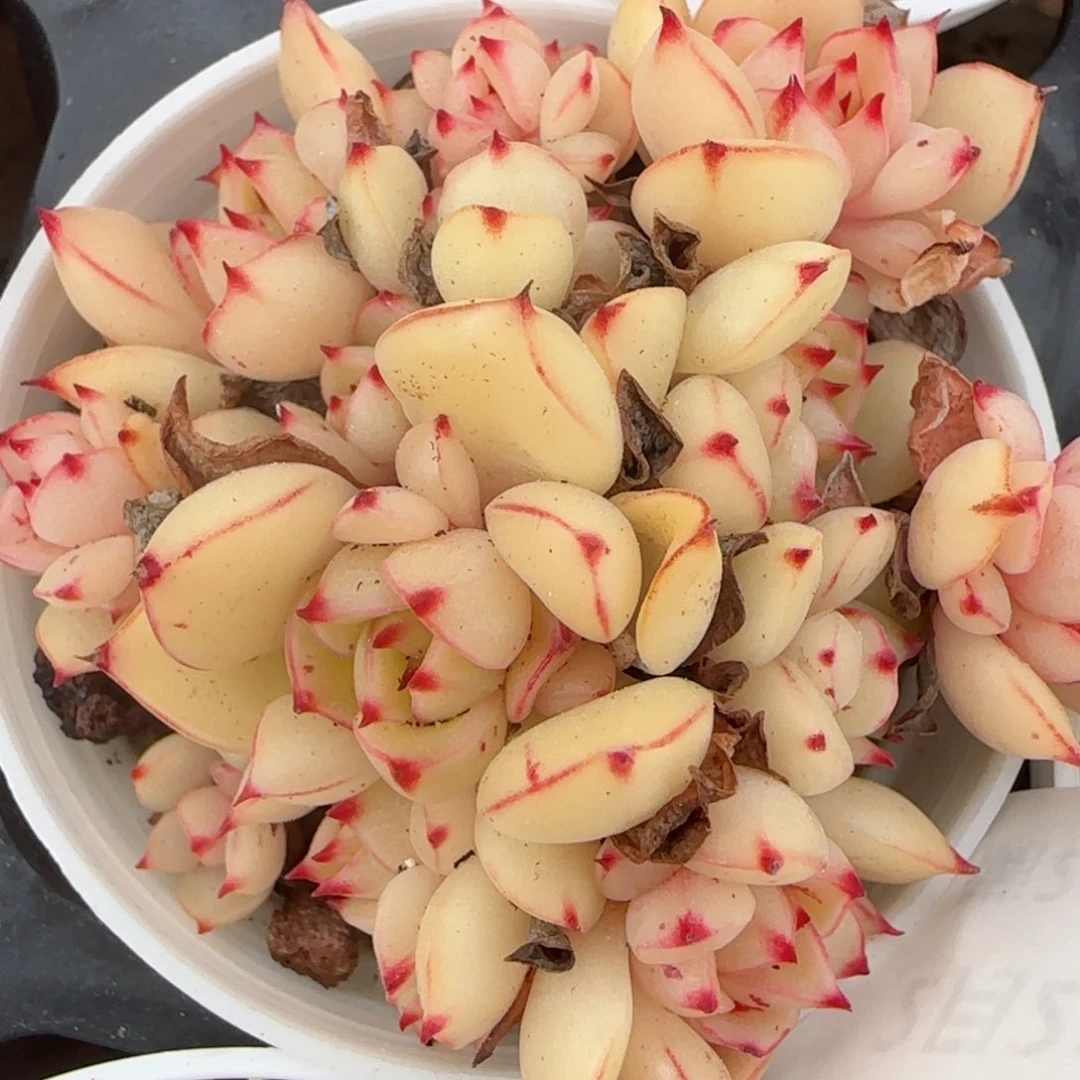 花语逸境0221-389甜茶