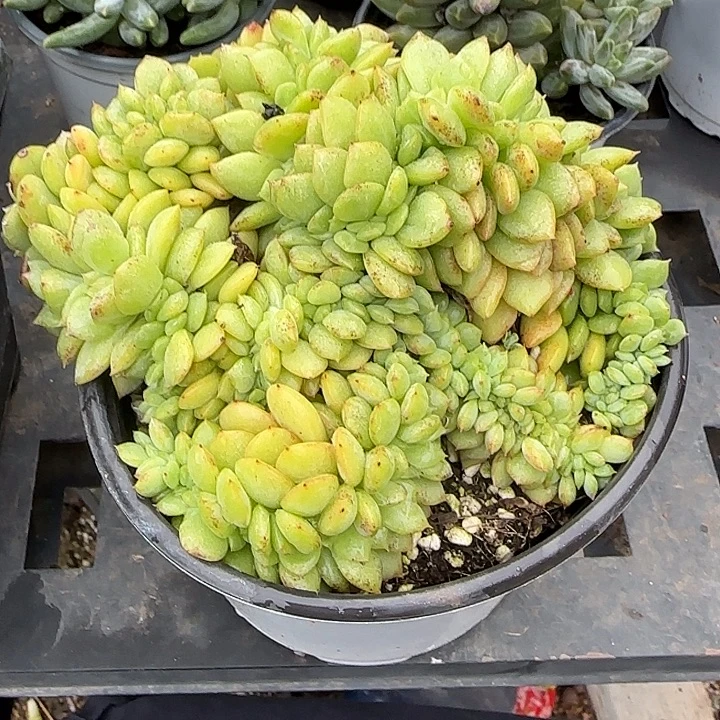 青蛙王子儿童牙膏11