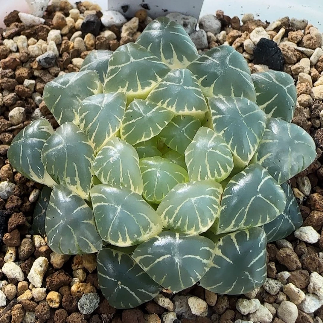 211号糊斑湖水5.2左右一物一拍带盆土