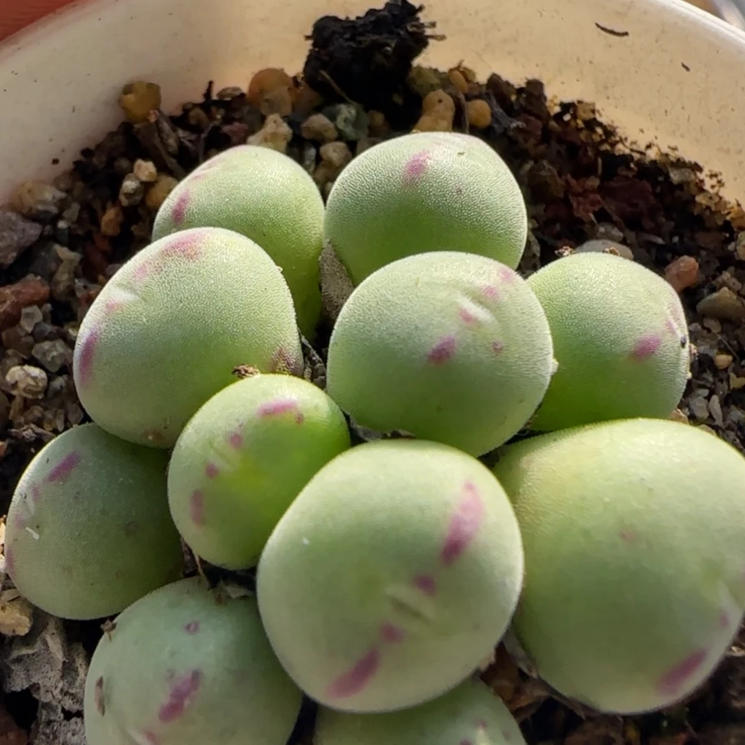 【闪购商品】21782