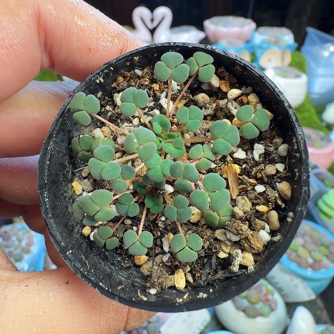 多肉植物的生长发育1227