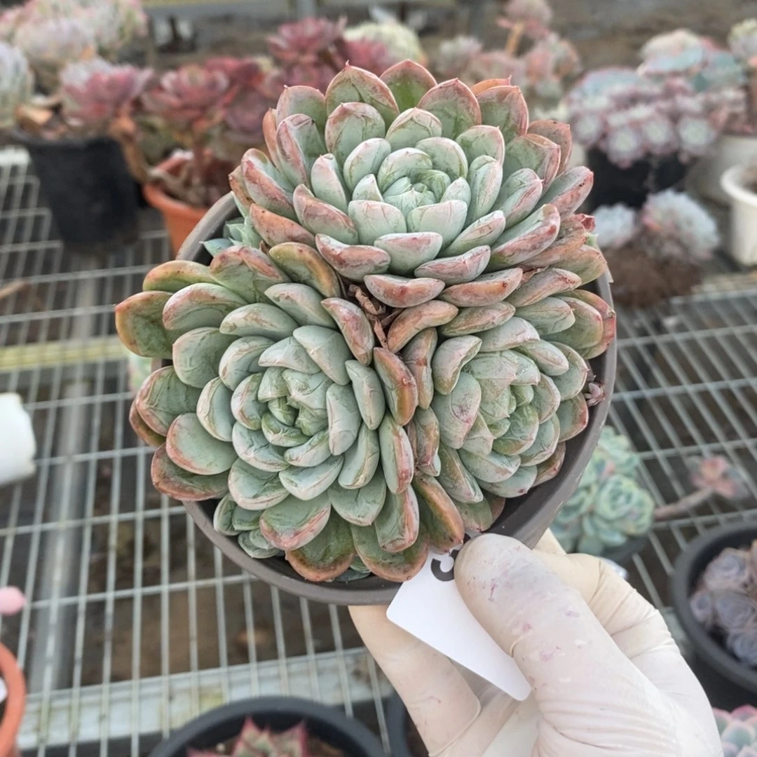 3828百达翡翠一物一拍