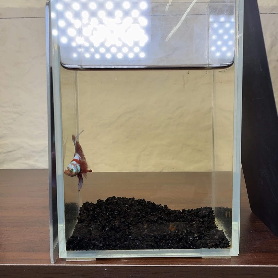 斗鱼彩金红魔半月