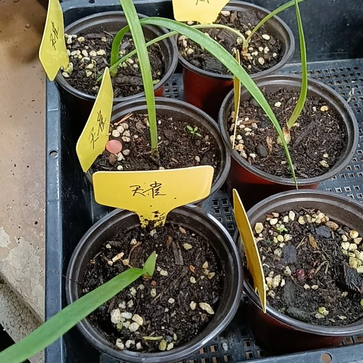 无花朵天雀0.8发一个