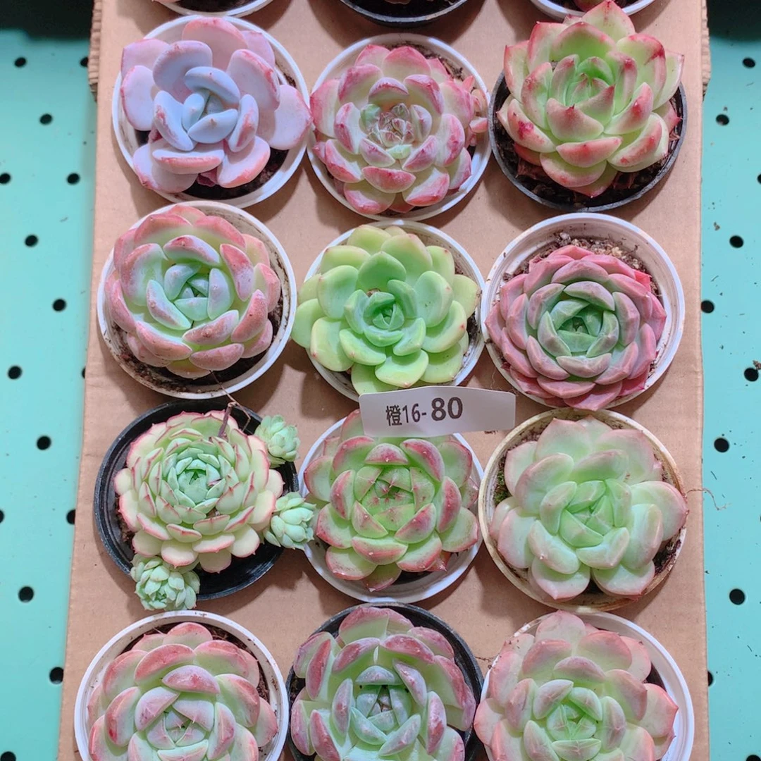 16-80一物一拍带盆18颗