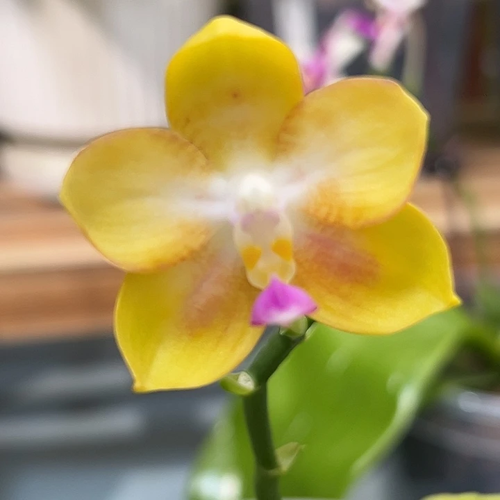 大部分开放少量花苞