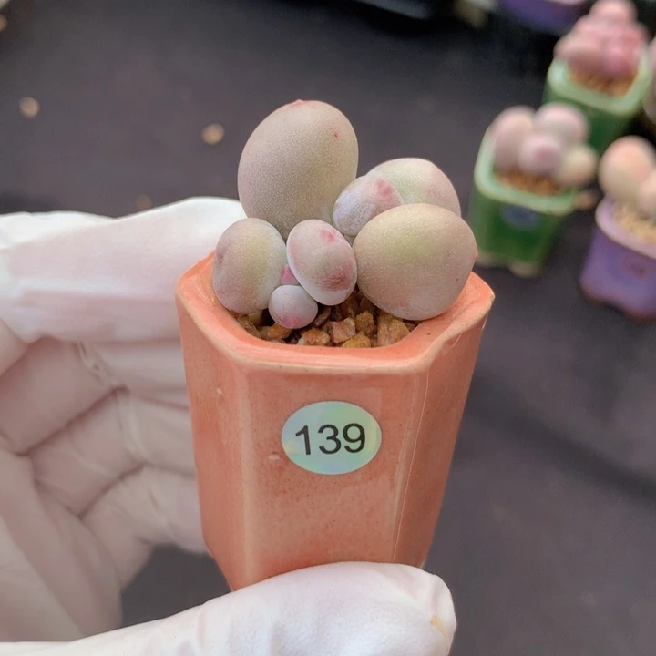 139号 米可双头 一物一拍