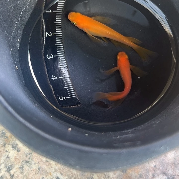 青鳉鱼真长鳍红帝1对