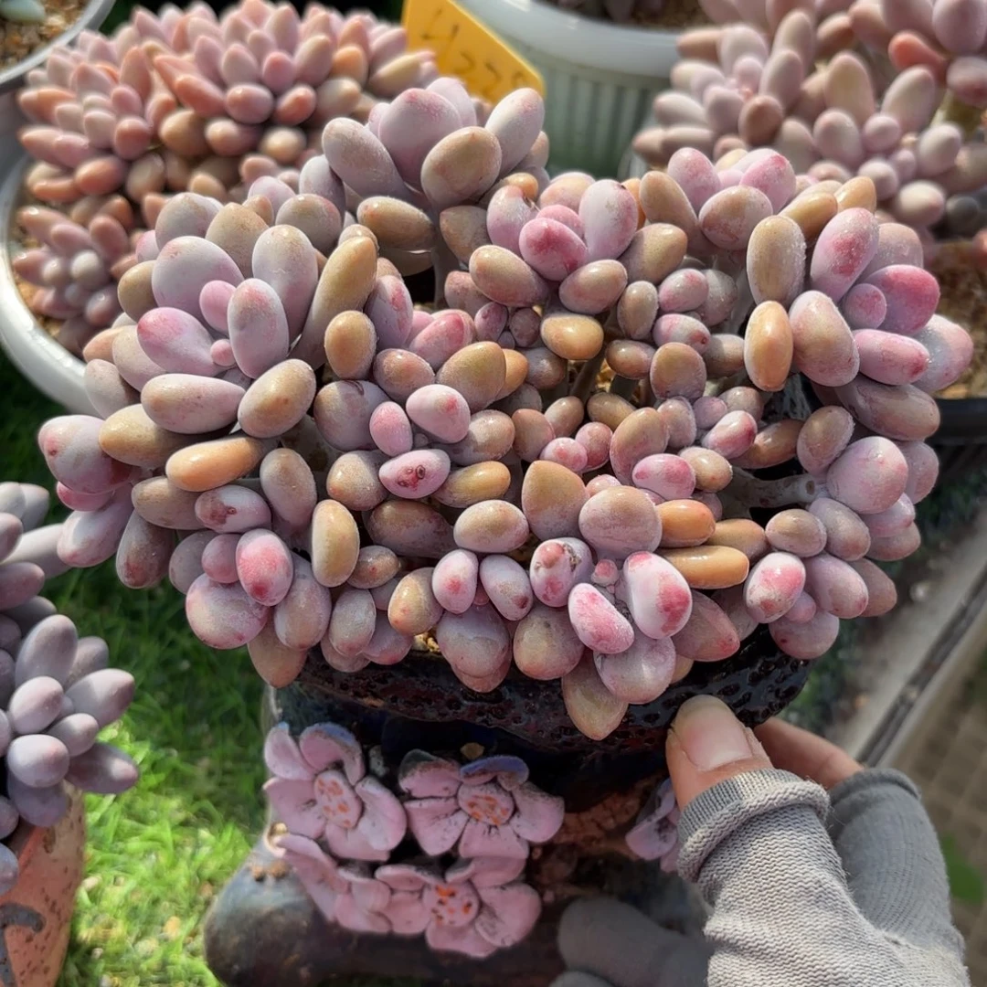 桃蛋88888888888888