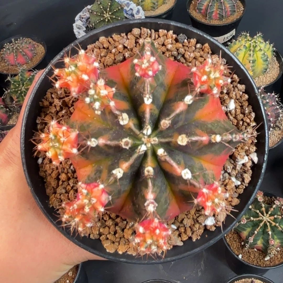 泰系米哈实生仙人球611