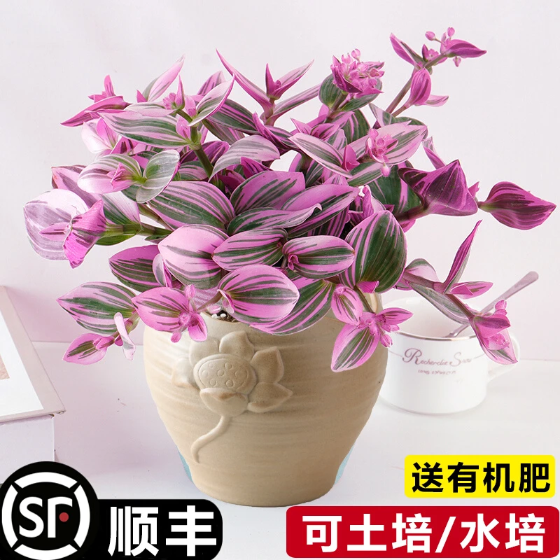 油画婚礼吊兰大棵多肉锦花卉室内阳台绿植盆栽水培油画吊兰植物
