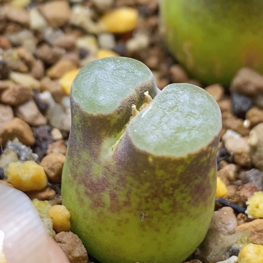 瓷铁一颗福利好看好看好看