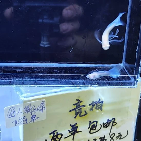 孔雀鱼23蓝白大C一对