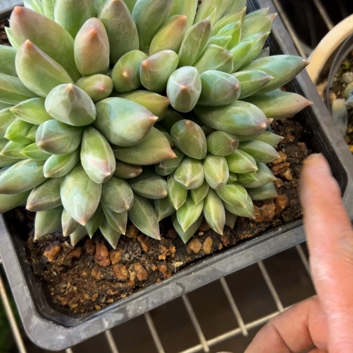 幸运儿的故事也是很精彩幸运