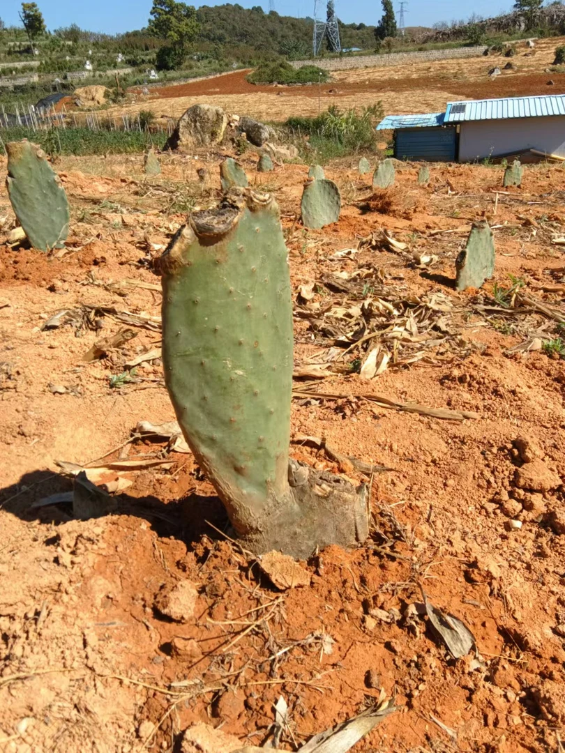 【大红果仙人掌老桩】大红果老桩基地直发可食用仙人掌果实香甜