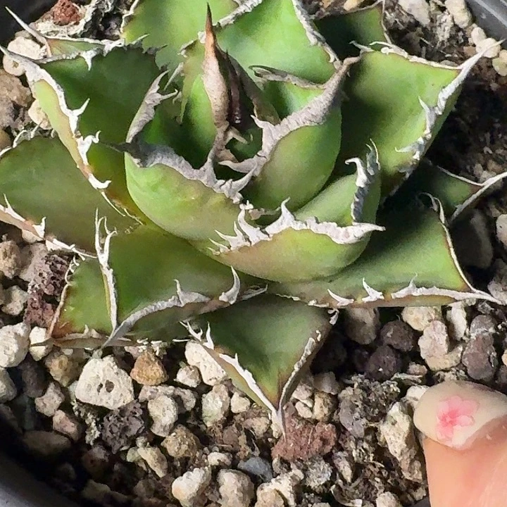 无花朵龙舌兰仁王冠海王