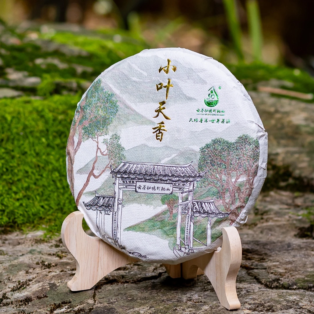 云茶秘境 钉耙山 小叶古树茶【天香】2025年