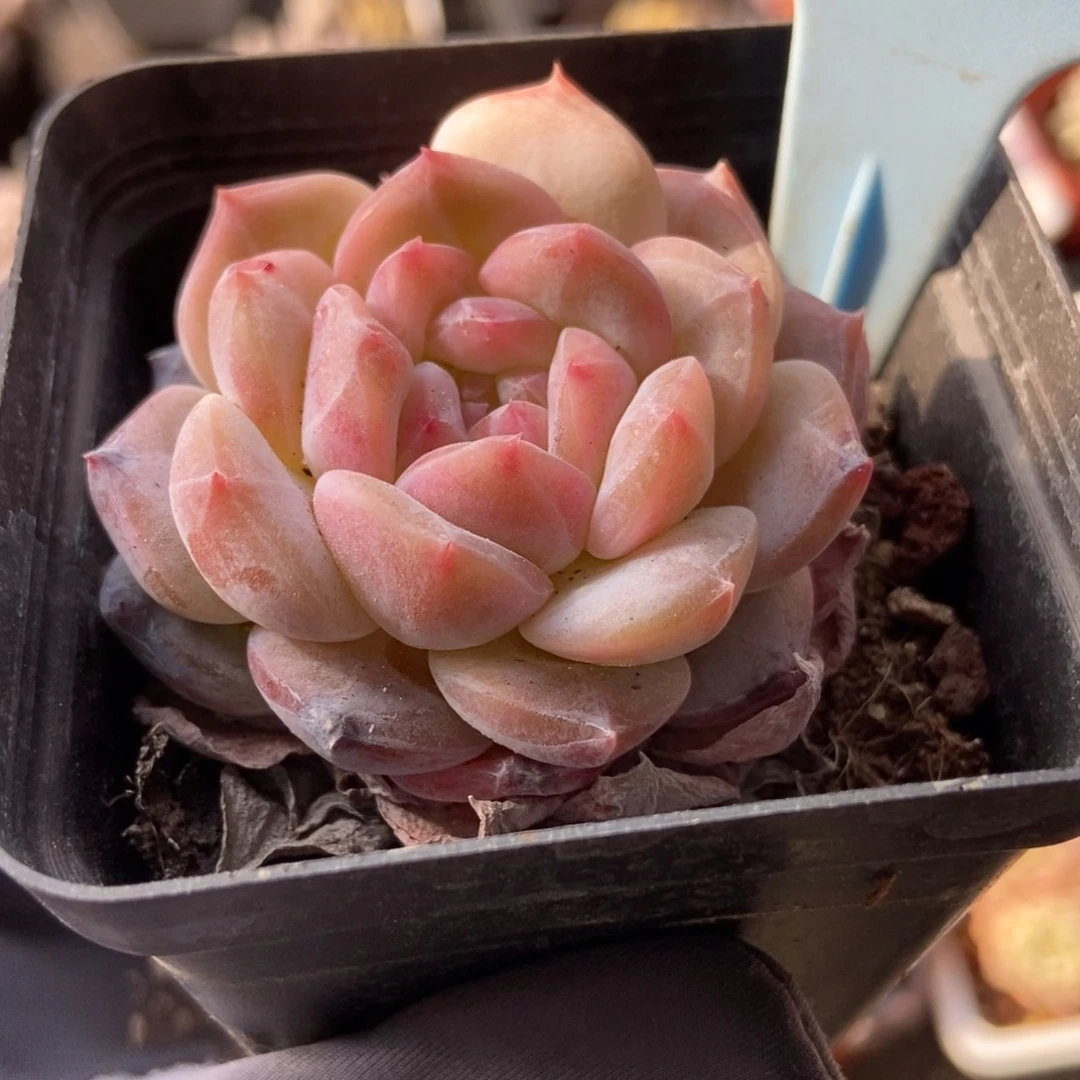 515冰魄多肉植物保护