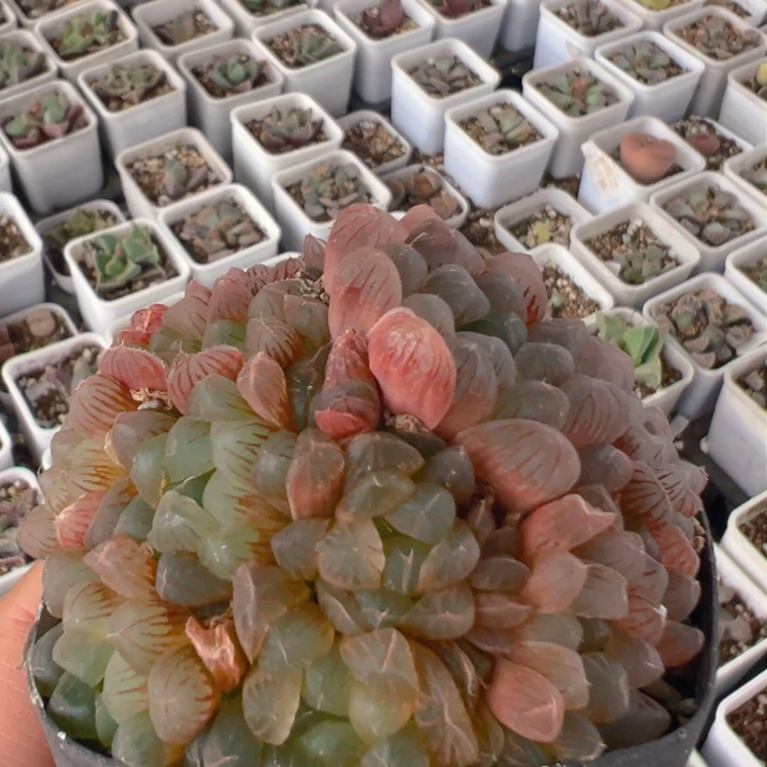 163多肉植物百科知识