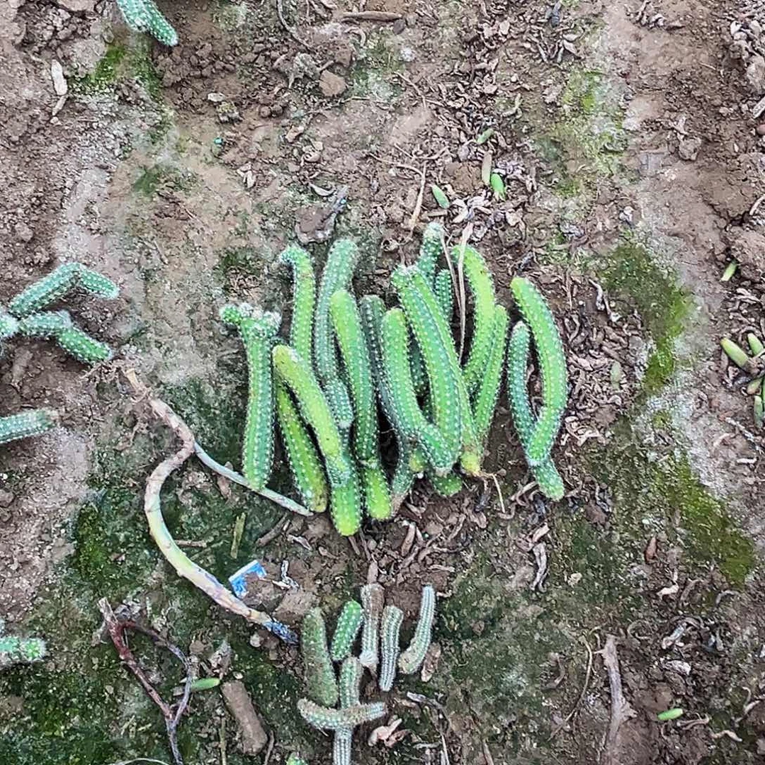 毛毛虫多肉植物20根无根