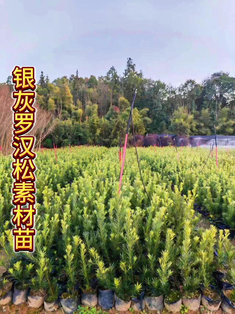 爆款银灰罗汉松树苗四季常绿阳台盆栽庭院绿植新品种原盆原土包邮