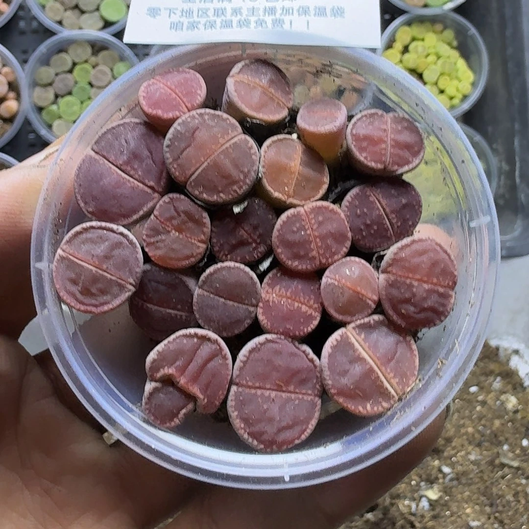 1737 哈哈哈哈哈哈哈哈哈哈哈