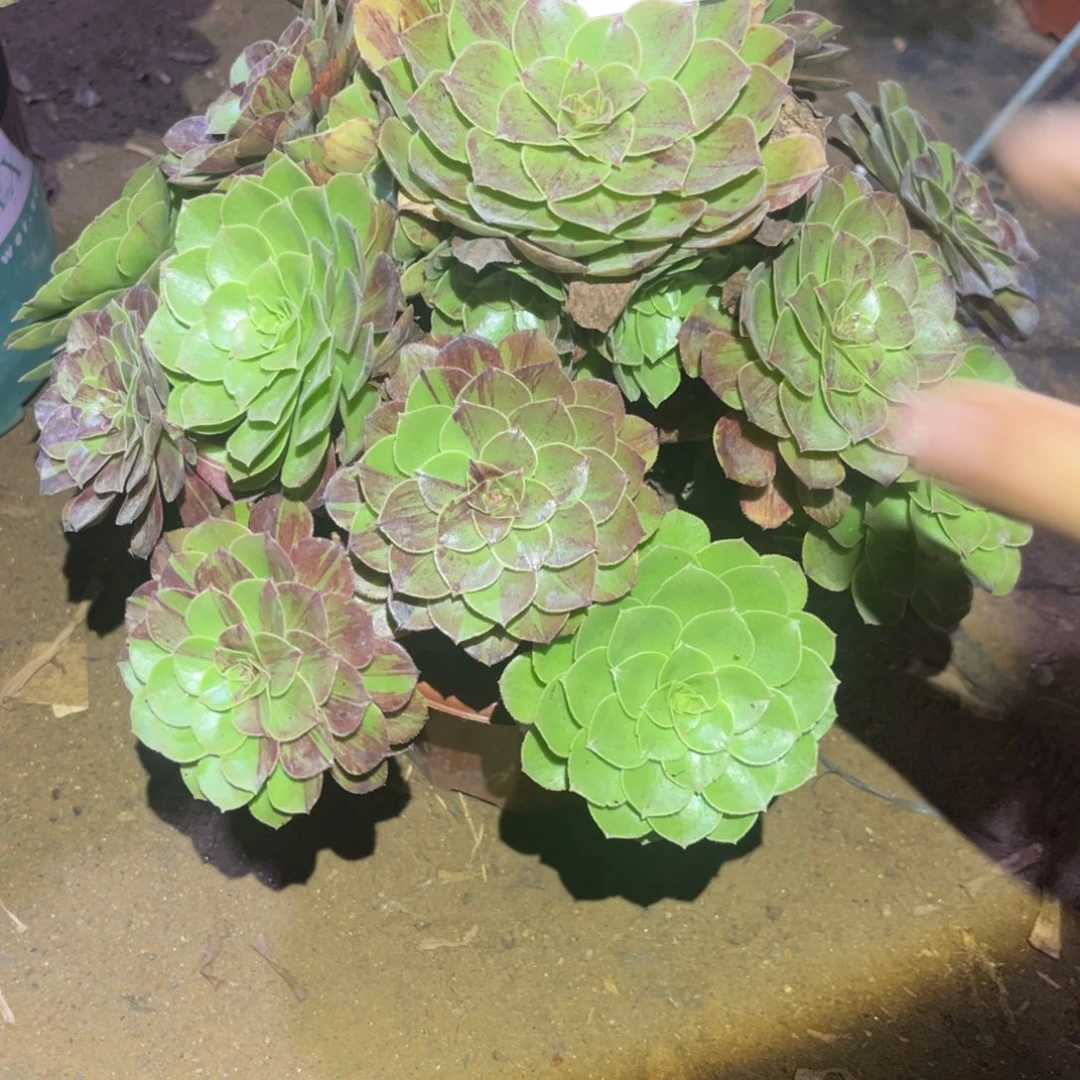 花月夜多肉法师670号