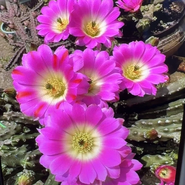 350粉白水仙情郎无根侧牙软，20包邮