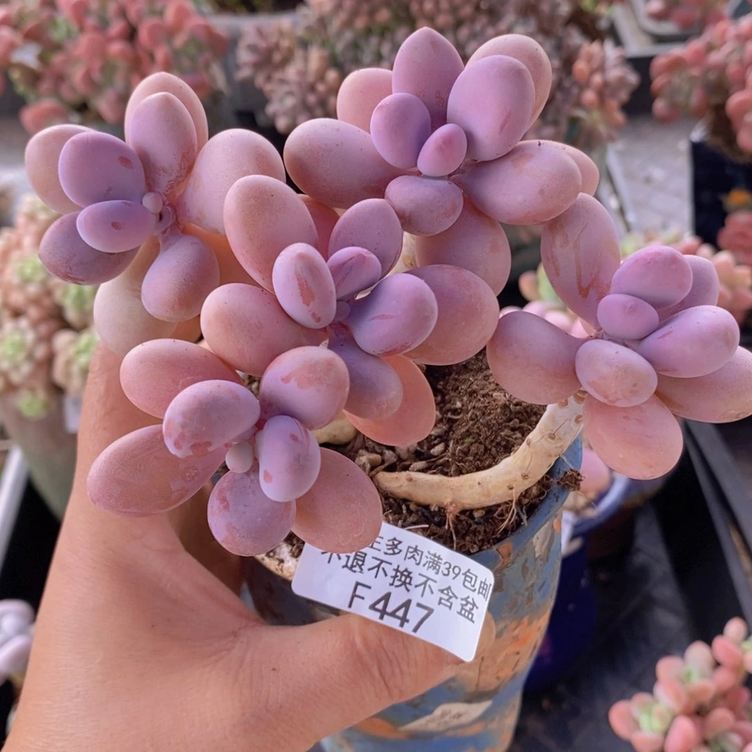 糖果桃蛋老桩11cm447多肉植物