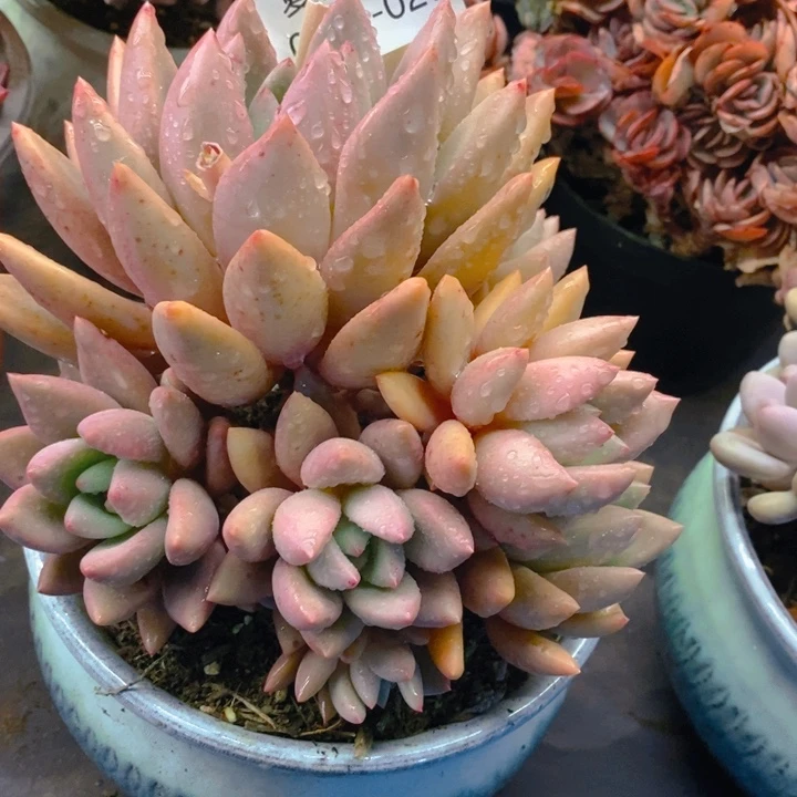 潇***肉夏悦多肉0216-27桃花源