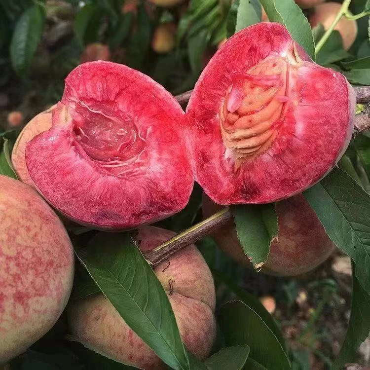 河南固始正宗雪时令农家蔬菜瓜果