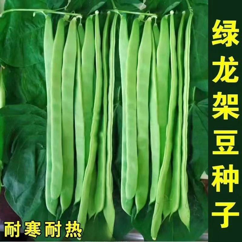 【原厂新种】绿龙架豆种子摘不败宽扁豆角种籽架豆角家庭速生蔬菜籽