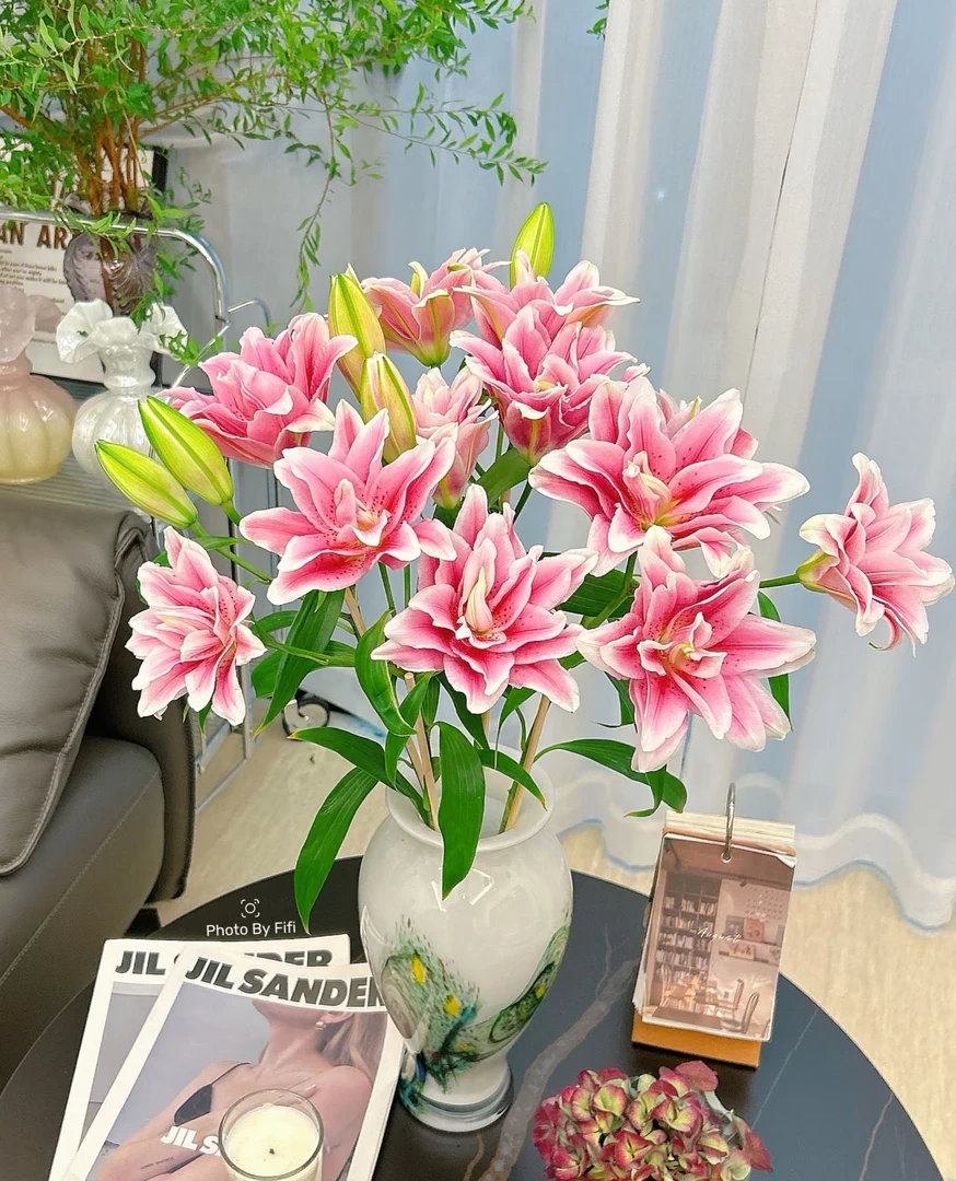 【重瓣-粉将军】香水百合/浓香型/耐寒/耐热/绿植/花卉