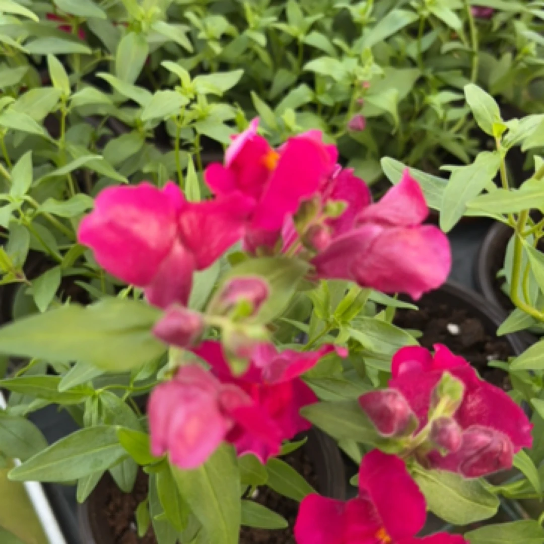 金鱼草10厘米口径小盆苗5盆