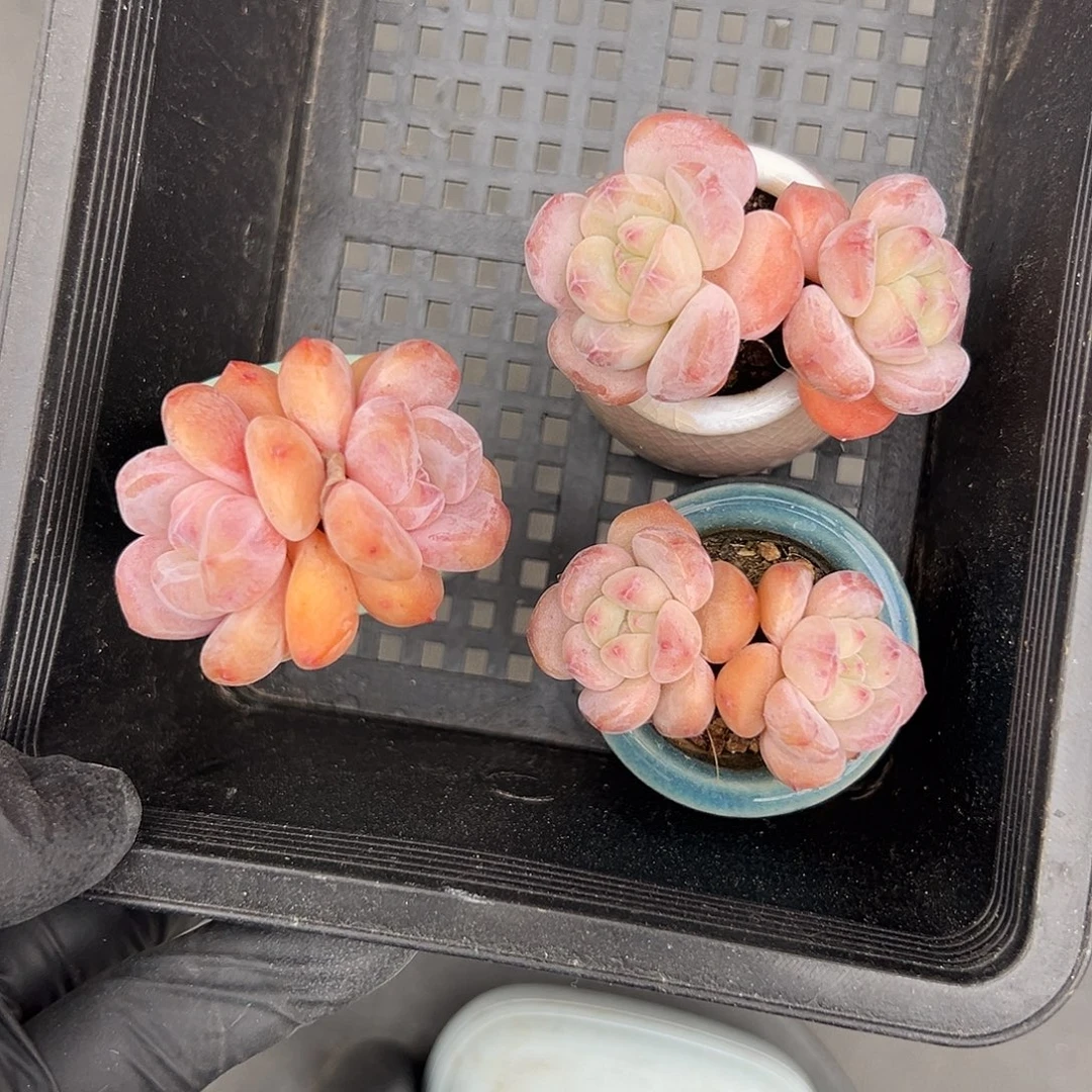 2280，三个双头紫梦露带盆