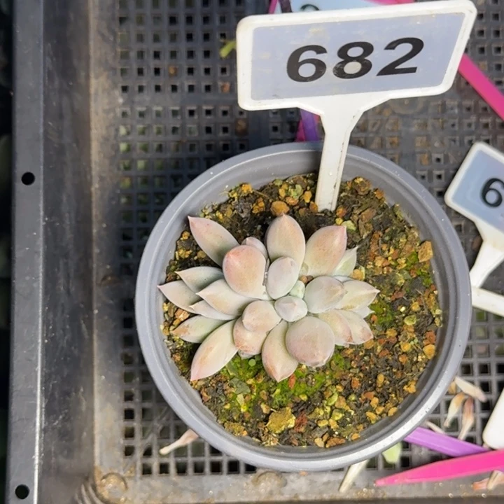 多肉植物海豚体哥特682