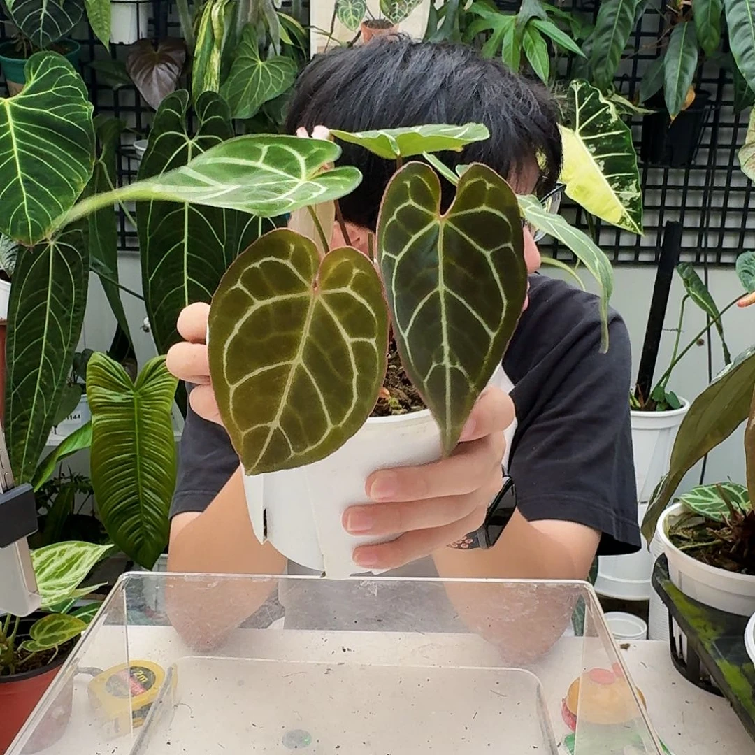 完全开放A54红水晶杂巧克力