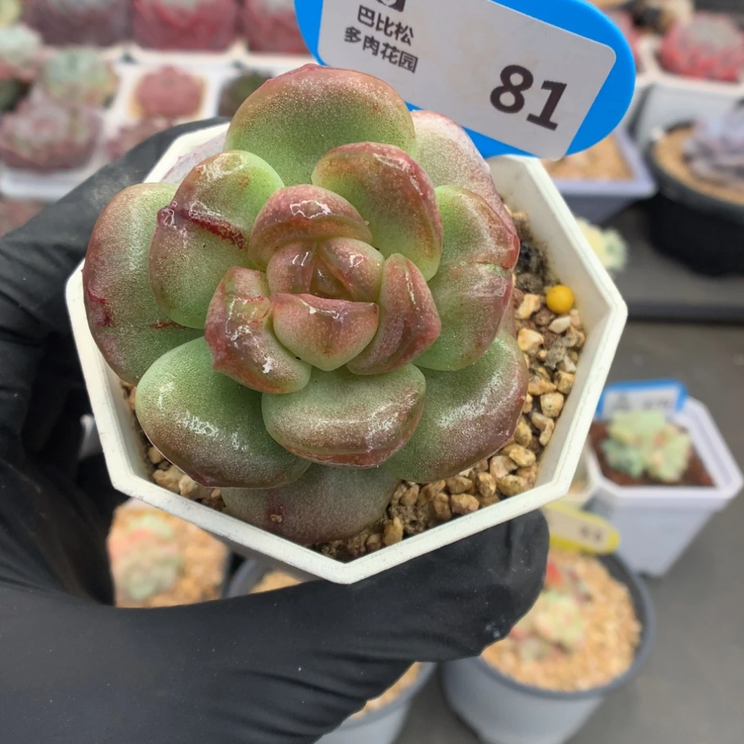 81 冰玉石化多肉多肉