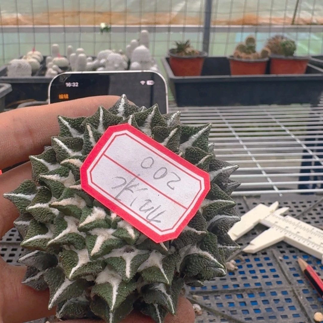 加****水仙人球开花一个