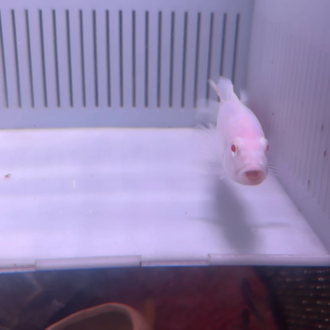 慈鲷鱼直播86号雪鲷2条8-9厘米