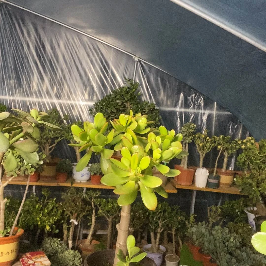 完全开放玉树一物一拍韩国子夜