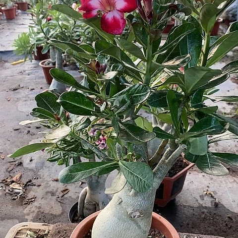 【闪购商品】无花朵芳***3