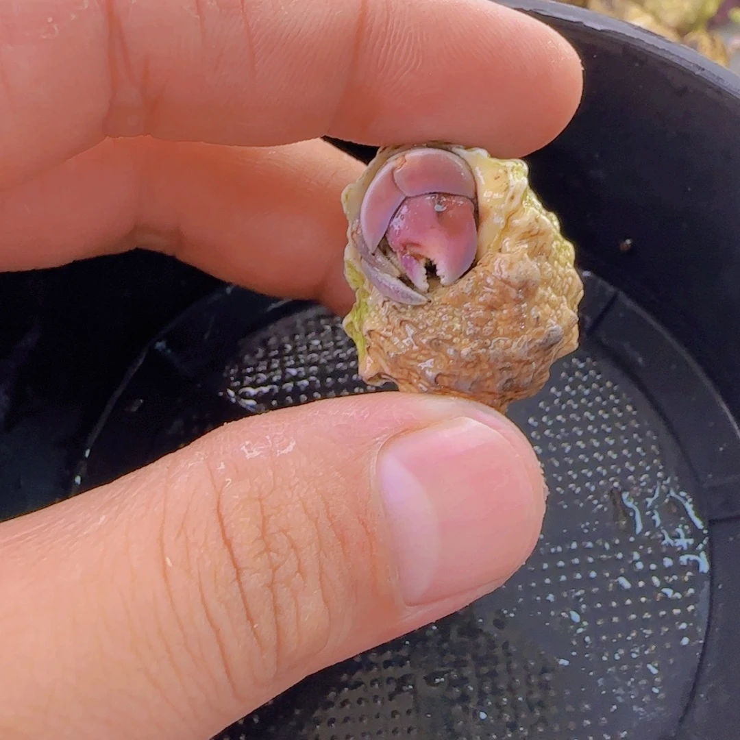 紫陆豆寄居蟹1颗阿