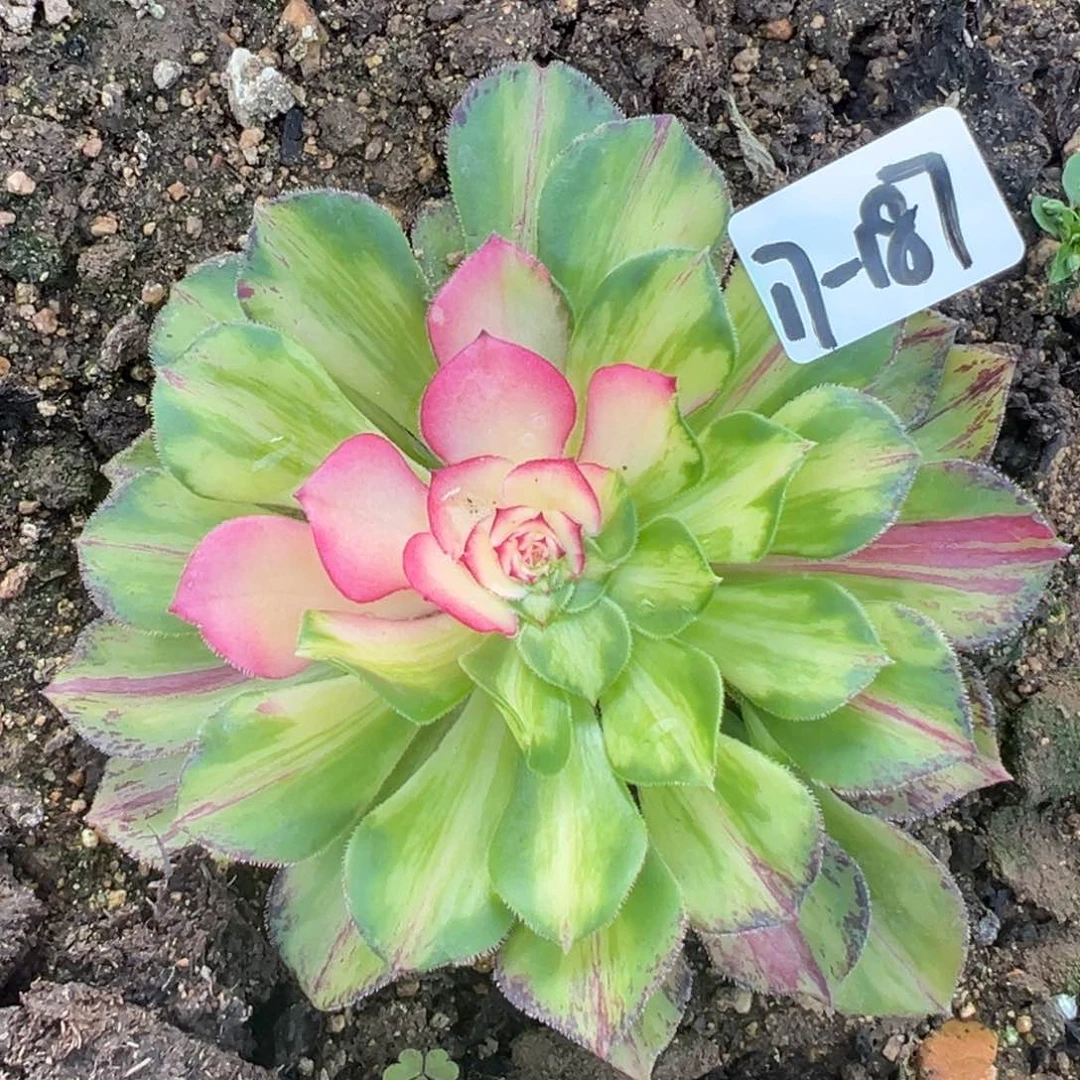 187知否多肉植物