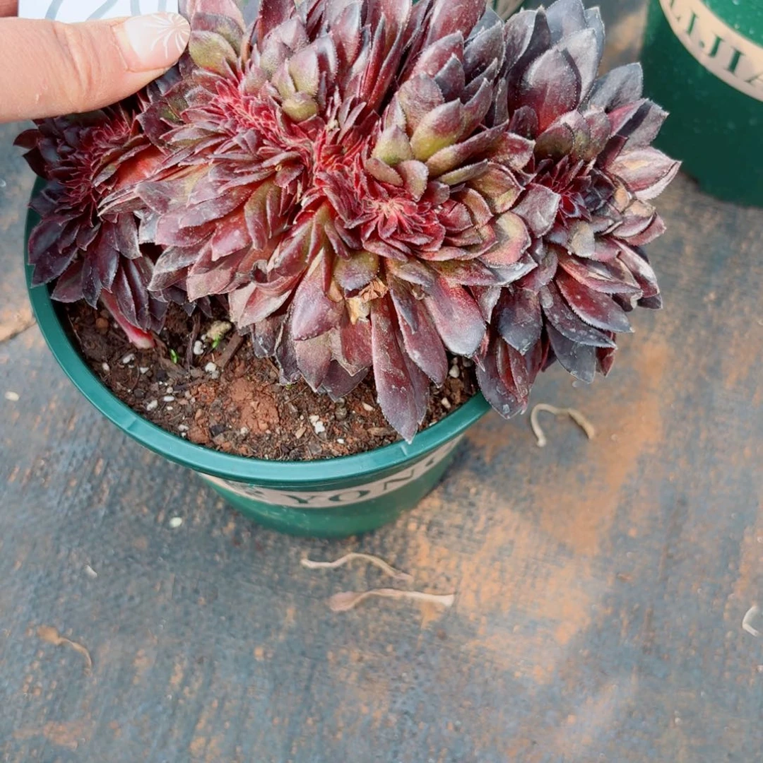 嗯720 号多肉法师植物特价